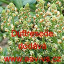 R&yacute;t vonn&yacute;, rezeda Duftresede