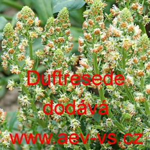 R&yacute;t vonn&yacute;, rezeda Duftresede