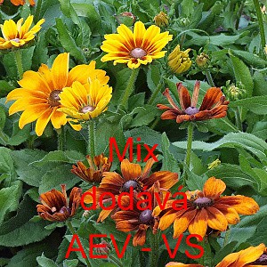 Třapatka srstnat&aacute; Mix