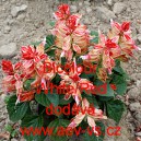 &Scaron;alvěj z&aacute;řiv&aacute; Bicolour White/Red