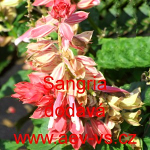 &Scaron;alvěj z&aacute;řiv&aacute; Sangria