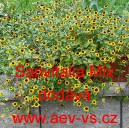 Vit&aacute;lka položen&aacute;, pol&eacute;hav&aacute;, plaziv&aacute; Mix