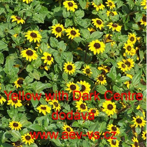 Vit&aacute;lka položen&aacute;, pol&eacute;hav&aacute;, plaziv&aacute; Yellow with Dark Centre