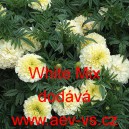 Aksamitn&iacute;k vzpř&iacute;men&yacute; White Mix