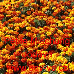 Aksamitn&iacute;k rozkladit&yacute; Petite Mischung