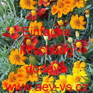 Aksamitn&iacute;k rozkladit&yacute; Einfache Mischung