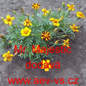 Aksamitn&iacute;k rozkladit&yacute; Mr. Majestic