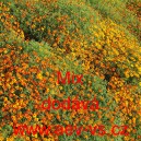 Aksamitn&iacute;k jemnolist&yacute; Mix