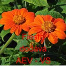 Titonie okrouhlolist&aacute; Fiesta