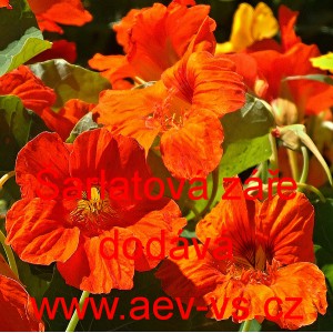 Lichořeři&scaron;nice vět&scaron;&iacute;, kapuc&iacute;nka &Scaron;arlatov&aacute; z&aacute;ře