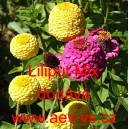 Ost&aacute;lka sličn&aacute;, lep&aacute; Liliput Mix