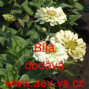 Ost&aacute;lka sličn&aacute;, lep&aacute; Jiřinkokvět&aacute; B&iacute;l&aacute;