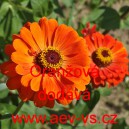 Ost&aacute;lka sličn&aacute;, lep&aacute; Jiřinkokvět&aacute; Oranžov&aacute;