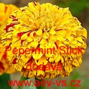 Ost&aacute;lka sličn&aacute;, lep&aacute; Pepermint Sticks