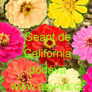 Ost&aacute;lka sličn&aacute;, lep&aacute; Geant de California