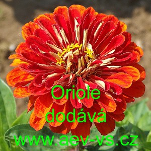 Ost&aacute;lka sličn&aacute;, lep&aacute; Oriole