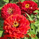 Ost&aacute;lka sličn&aacute;, lep&aacute; Cherry Queen