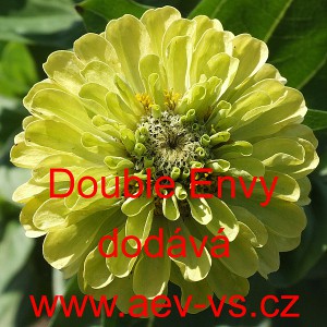 Ost&aacute;lka sličn&aacute;, lep&aacute; Double Envy