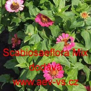 Ost&aacute;lka sličn&aacute;, lep&aacute; Scabiosaeflora Mix
