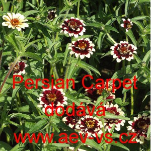 Ost&aacute;lka Haageova Persian Carpet