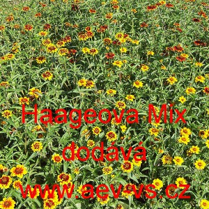 Ost&aacute;lka Haageova Mix