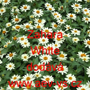 Ost&aacute;lka marylandsk&aacute; Zahara White