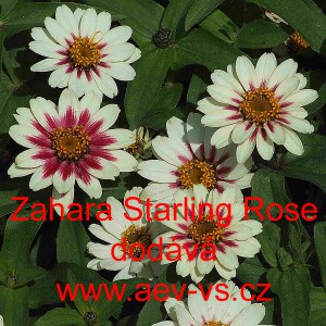 Ost&aacute;lka marylandsk&aacute; Zahara Starling Rose