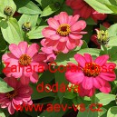 Ost&aacute;lka marylandsk&aacute; Zahara Coral Rose