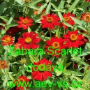 Ost&aacute;lka marylandsk&aacute; Zahara Scarlet