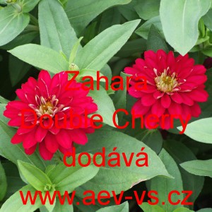 Ost&aacute;lka marylandsk&aacute; Zahara Double Cherry