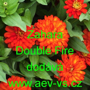 Ost&aacute;lka marylandsk&aacute; Zahara Double Fire