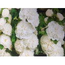 Topolovka růžov&aacute;, Proskurn&iacute;k topolovka Chaters Double White