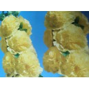 Topolovka růžov&aacute;, Proskurn&iacute;k topolovka Chaters Double Yellow