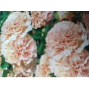 Topolovka růžov&aacute;, Proskurn&iacute;k topolovka Chaters Double Apricot