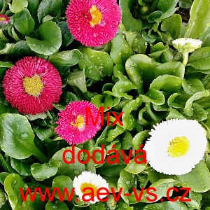 Sedmikr&aacute;ska obecn&aacute; Mix