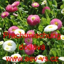 Sedmikr&aacute;ska obecn&aacute; Prachtmischung