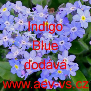 Pomněnka lesn&iacute; Indigo Blue