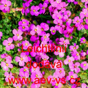 Tařička zahradn&iacute; Leichtlinii