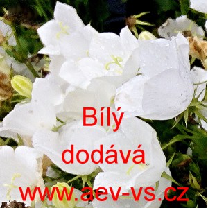 Zvonek karpatsk&yacute; B&iacute;l&yacute;