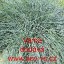 Kostřava modr&aacute; Varna