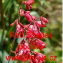 Dlužicha krvav&aacute; Red Shades