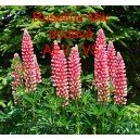 Vlč&iacute; bob mnoholist&yacute;, Lupina mnoholist&aacute; Rusellův Mix