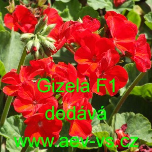 Mu&scaron;k&aacute;t p&aacute;skat&yacute; Gizela F1