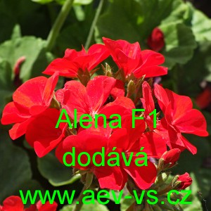 Mu&scaron;k&aacute;t p&aacute;skat&yacute; Alena F1