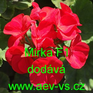 Mu&scaron;k&aacute;t p&aacute;skat&yacute; Mirka F1