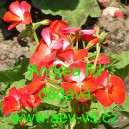 Mu&scaron;k&aacute;t p&aacute;skat&yacute; Andrea F1