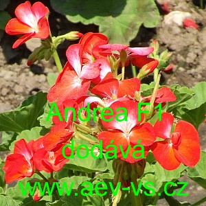 Mu&scaron;k&aacute;t p&aacute;skat&yacute; Andrea F1