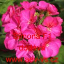 Mu&scaron;k&aacute;t p&aacute;skat&yacute; Simona F1