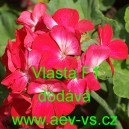 Mu&scaron;k&aacute;t p&aacute;skat&yacute; Vlasta F1