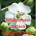 Silenka př&iacute;mořsk&aacute; Whitebreast